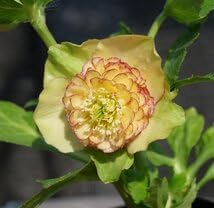 クリスマスローズ 認定sd多弁イエローモーリー 加藤農園 正